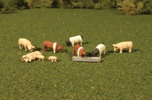 Bachmann Pigs